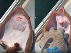Cekricek.id – Kamu mungkin pernah melihat video ikan pari di kapal nelayan yang banyak beredar di media sosial. Sama seperti manusia, hewan laut yang betuknya lebih pipih dan lebar itu menampilkan ekspresi seperti sedang tertawa saat seseorang mencoba menggelitik perutnya.