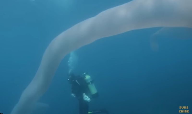 Cekricek.id, Hewan - Ternyata ada sejumlah monster laut mitos yang masih hidup sampai kini. Apalagi laut tempat yang mengandung banyak misteri 