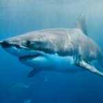 Cekricek.id, Objek Wisata - Ada berbagai alasan yang menyebabkan sejumlah ilmuwan yakin jika hiu megalodon sampai kini masih hidup.