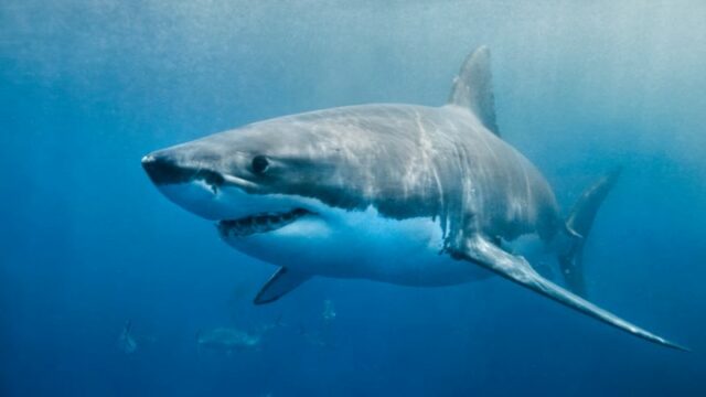 Cekricek.id, Objek Wisata - Ada berbagai alasan yang menyebabkan sejumlah ilmuwan yakin jika hiu megalodon sampai kini masih hidup.
