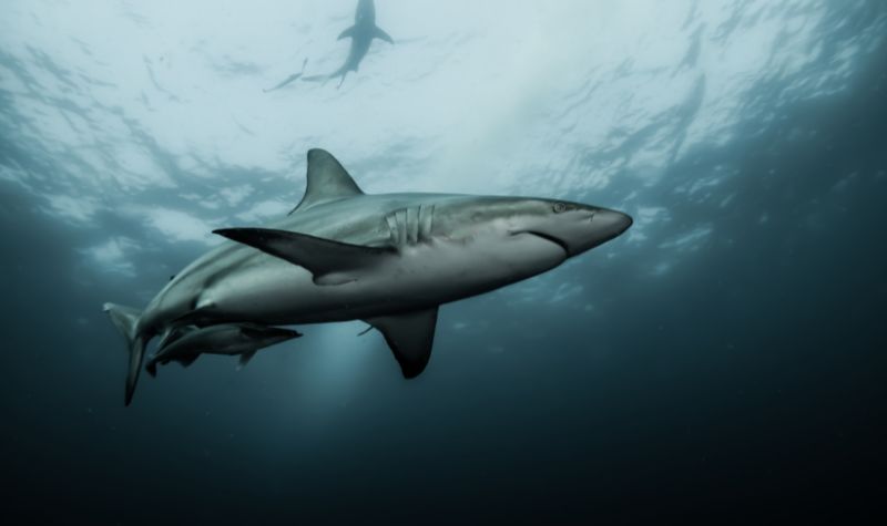 Cekricek.id, Objek Wisata - Ada berbagai alasan yang menyebabkan sejumlah ilmuwan yakin jika hiu megalodon sampai kini masih hidup.
