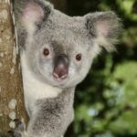 Cekricek.id, Objek Wisata - Koala memiliki tampilan wajah yang begitu lucu. Tapi tersimpan sejumlah fakta menarik tentang hewan berkantung