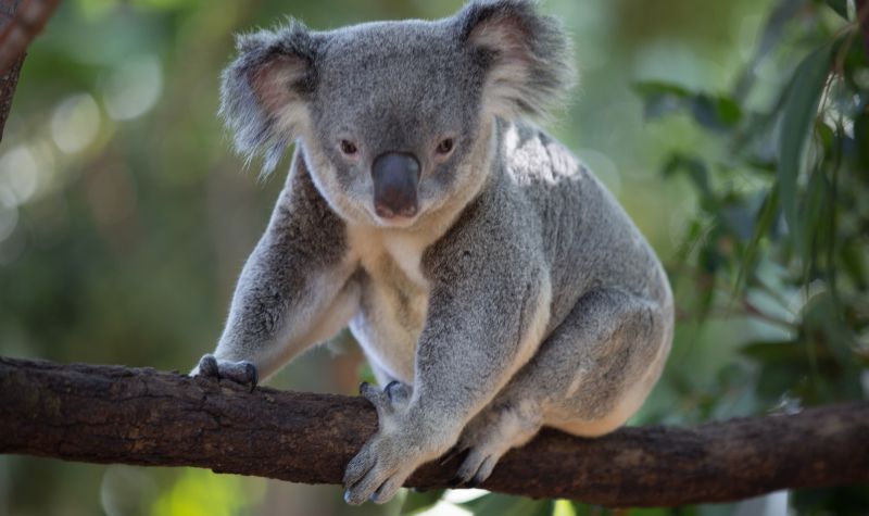 Cekricek.id, Objek Wisata - Koala memiliki tampilan wajah yang begitu lucu. Tapi tersimpan sejumlah fakta menarik tentang hewan berkantung