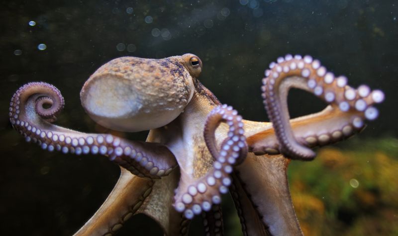 Cekricek.id, Hewan - Ternyata ada sejumlah monster laut mitos yang masih hidup sampai kini. Apalagi laut tempat yang mengandung banyak misteri 
