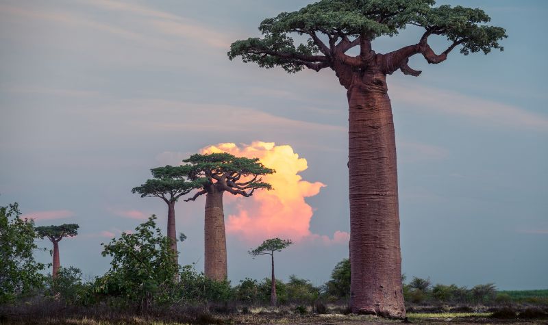 Cekricek.id, Objek Wisata - Ternyata ada salah satu negara di Afrika di mana penduduknya sendiri merupakan Indonesia.