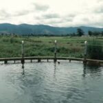 Cekricek.id, Objek Wisata - Negara Indonesia memiliki banyak objek wisata terkenal. Termasuk adanya objek wisata pemandian air soda di Tarutung