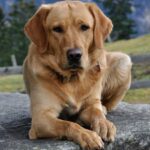 Cekricek.id, Berita Viral - Ada sebuah kisah unik mengenai anjing yang terperangkap di pohon sampai berubah menjadi sebuah mumi