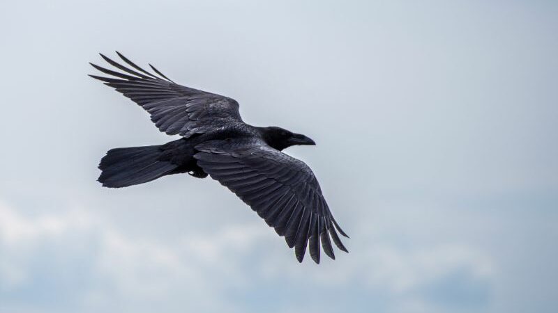 Cekricek.id, Objek Wisata - Ternyata burung gagak termasuk jenis hewan yang tergolong cerdas. Tapi mungkin tidak semua orang tahu