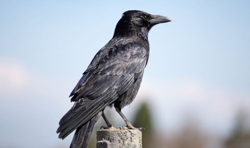 Cekricek.id, Objek Wisata - Ternyata burung gagak termasuk jenis hewan yang tergolong cerdas. Tapi mungkin tidak semua orang tahu