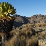 Cekricek.id, Objek Wisata - Ada sebuah tanaman unik di puncak Kilimanjaro bernama tanaman groundsel raksasa, sampai tinggi 20 meter
