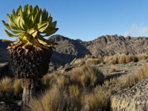 Cekricek.id, Objek Wisata - Ada sebuah tanaman unik di puncak Kilimanjaro bernama tanaman groundsel raksasa, sampai tinggi 20 meter