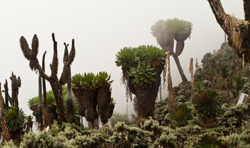 Cekricek.id, Objek Wisata - Ada sebuah tanaman unik di puncak Kilimanjaro bernama tanaman groundsel raksasa, sampai tinggi 20 meter