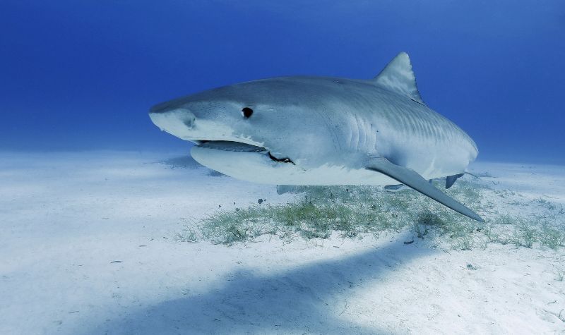 Cekricek.id, Objek Wisata - Ada sejumlah ahli yang menyebut jika Megalodon punah karena hiu putih, benarkah kenyataannya demikian?