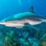 Cekricek.id, Objek Wisata - Ada sejumlah ahli yang menyebut jika Megalodon punah karena hiu putih, benarkah kenyataannya demikian?