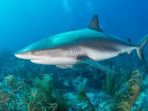 Cekricek.id, Objek Wisata - Ada sejumlah ahli yang menyebut jika Megalodon punah karena hiu putih, benarkah kenyataannya demikian?