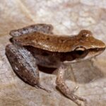 Cekricek.id, Berita Viral - Masih banyak orang tidak mengetahui sejumlah fakta menarik terkait katak kayu Alaska, bangkit dari kematian