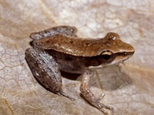 Cekricek.id, Berita Viral - Masih banyak orang tidak mengetahui sejumlah fakta menarik terkait katak kayu Alaska, bangkit dari kematian