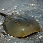 Cekricek.id, Berita Viral - Tak ada yang menyangka jika ternyata kepiting tapal kuda termasuk dalam jenis kepiting unik serta langka.
