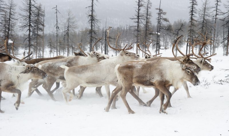 Yuk Kenalan Dengan Yakutia, Kota Terdingin di Bumi 2 Cekricek.id, Objek Wisata - Kota terdingin di bumi dipegang oleh sebuah wilayah bernama Yakutia di Rusia dekat Siberia, yuk kenalan