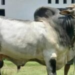 Berita Riau: Sapi Kurban Jokowi di Riau Seberat 906 Kg, Begini Penampakannya