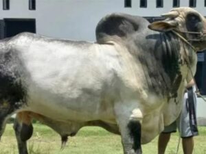 Berita Riau: Sapi Kurban Jokowi di Riau Seberat 906 Kg, Begini Penampakannya
