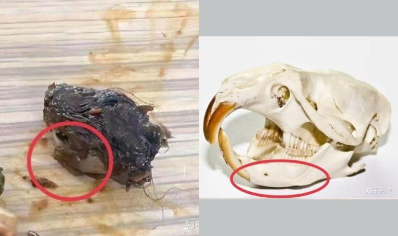 Viral Sekolah Bantah Ada Kepala Tikus dalam Makanan Siang: Itu Kepala Bebek