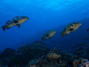KKP Mendorong Produksi Ikan Kerapu Cantang Berkualitas melalui Program Bantuan Benih