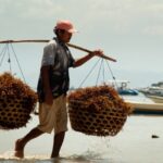 Pemerintah Fokus Mengembangkan Hilirisasi Rumput Laut untuk Tingkatkan Industri Perikanan