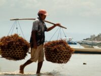 Pemerintah Fokus Mengembangkan Hilirisasi Rumput Laut untuk Tingkatkan Industri Perikanan