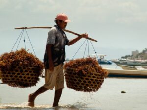 Pemerintah Fokus Mengembangkan Hilirisasi Rumput Laut untuk Tingkatkan Industri Perikanan