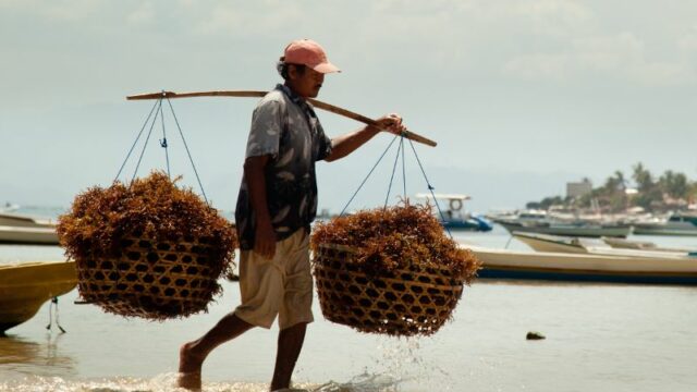 Pemerintah Fokus Mengembangkan Hilirisasi Rumput Laut untuk Tingkatkan Industri Perikanan