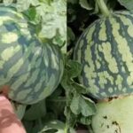 Petani Cina Ciptakan Buah Hibrida Melon-Semangka yang Menarik Perhatian