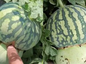 Petani Cina Ciptakan Buah Hibrida Melon-Semangka yang Menarik Perhatian