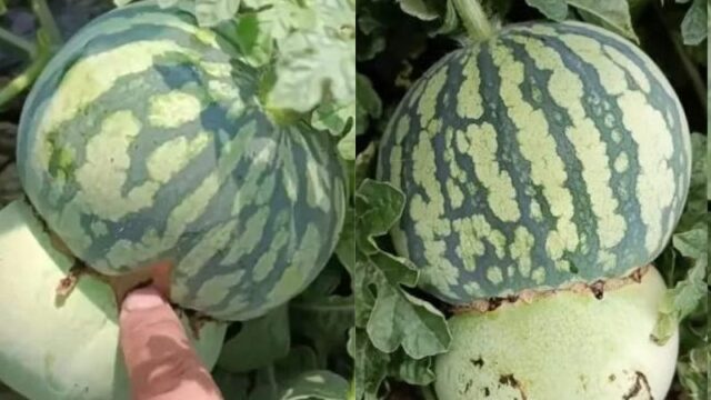 Petani Cina Ciptakan Buah Hibrida Melon-Semangka yang Menarik Perhatian