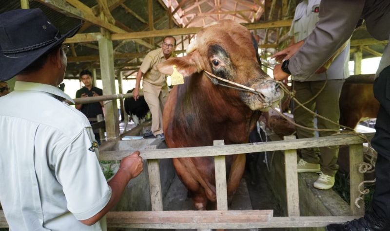 Sapi Kurban Jokowi di Sumbar Dibeli di Padang Panjang, Beratnya Lebih dari 1 Ton