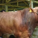 Sapi Kurban Jokowi di Sumbar Dibeli di Padang Panjang, Beratnya Lebih dari 1 Ton
