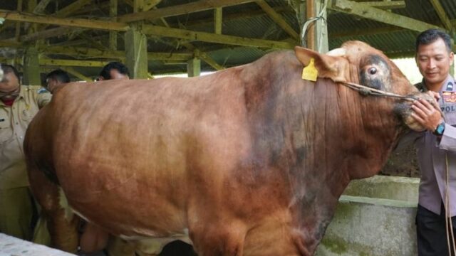 Sapi Kurban Jokowi di Sumbar Dibeli di Padang Panjang, Beratnya Lebih dari 1 Ton