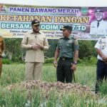 Kodim 0307/Tanah Datar Mengadakan Panen Raya Bawang Merah yang Dihadiri Oleh Wali Kota Padang Panjang Fadly Amran