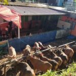 695 Hewan Kurban Disembelih di 89 Lokasi di Padang Panjang