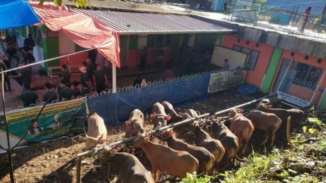 695 Hewan Kurban Disembelih di 89 Lokasi di Padang Panjang