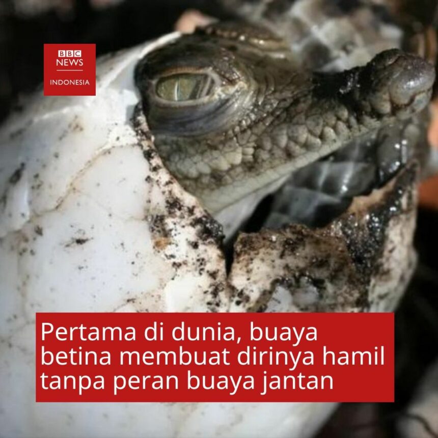 Cekricek.id, Costa Rika, Berita Viral - Pertama kalinya terjadi di dunia sosok buaya betina berhasil hamil tanpa bantuan dari buaya jantan.