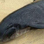Lebih dari 50 Paus Pilot di Pantai Skotlandia, Hanya 15 Ekor yang Berhasil Diselamatkan