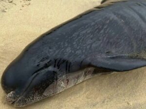 Lebih dari 50 Paus Pilot di Pantai Skotlandia, Hanya 15 Ekor yang Berhasil Diselamatkan