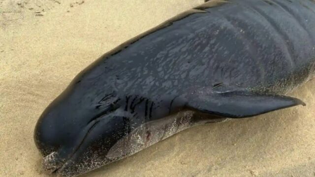 Lebih dari 50 Paus Pilot di Pantai Skotlandia, Hanya 15 Ekor yang Berhasil Diselamatkan