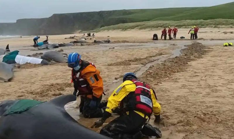 Lebih dari 50 Paus Pilot di Pantai Skotlandia, Hanya 15 Ekor yang Berhasil Diselamatkan