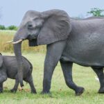 Belasan Ekor Gajah yang Merusak Perkebunan dan Permukiman di Pekanbaru Berhasil Digiring ke Hutan