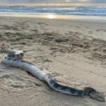 Seekor Monster Laut Terdampar, Membuat Pengunjung Pantai Australia Ketakutan