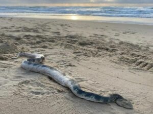 Seekor Monster Laut Terdampar, Membuat Pengunjung Pantai Australia Ketakutan