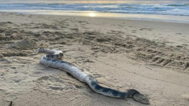 Seekor Monster Laut Terdampar, Membuat Pengunjung Pantai Australia Ketakutan