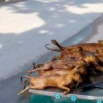 Perdagangan Daging Kucing di Vietnam: Ancaman Kesehatan dan Kekejaman yang Harus Diakhiri